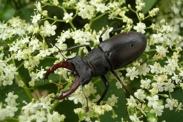 „Jeste li ih vidjeli?“