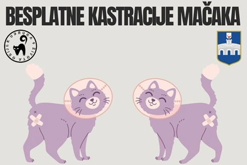 Besplatno kastriranje mačaka u Osijeku