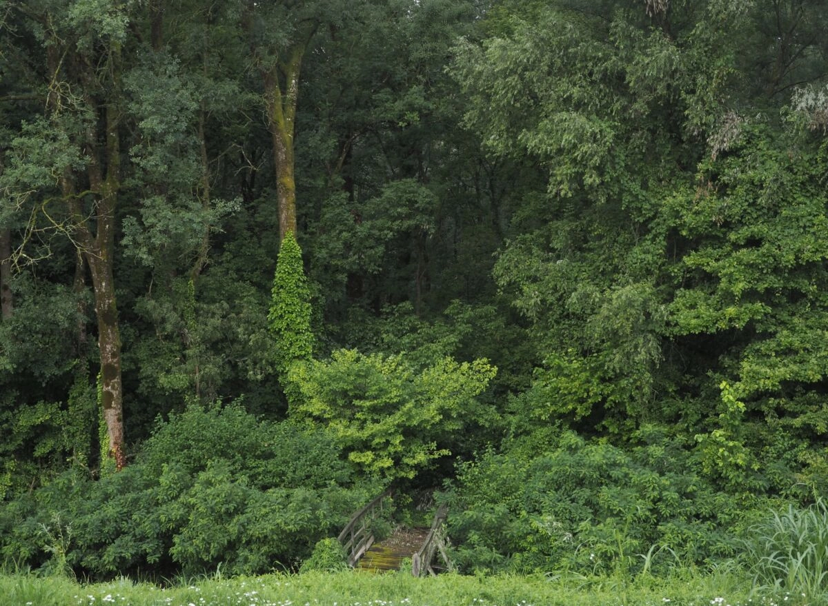 Prijave za ljetnu školu Free Radicals